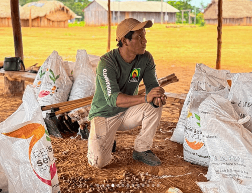 Diagnóstico da Cadeia de Valor das Sementes do Xingu